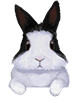 Random Bunny